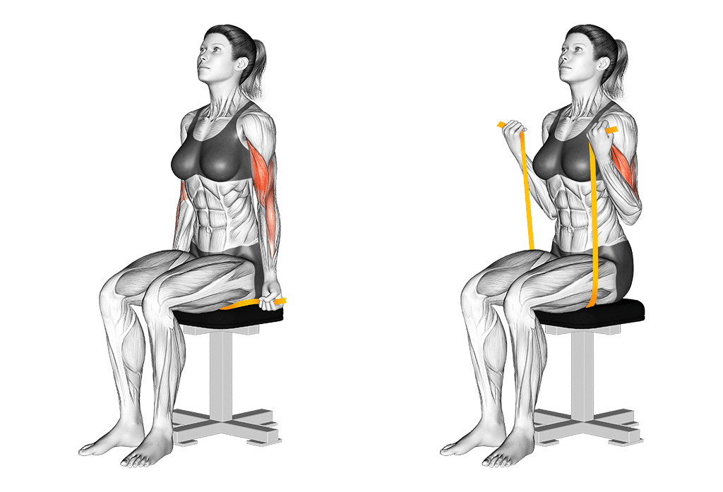Theraband Bizeps-Curls im Sitzen